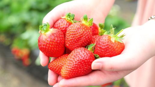 <Web割対象商品>【キングツアーバス旅】ピンクの絨毯 羊山公園芝桜の丘 長瀞ライン下り&いちご狩り食べ放題♪〔立川・京王八王子発〕3